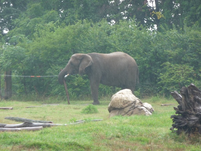African Elephants in the rain.JPG